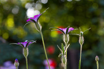 Garden lights von Ralph Patzel