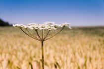 Cow Parsley von Jeremy Sage