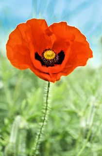 Poppy by Jeremy Sage