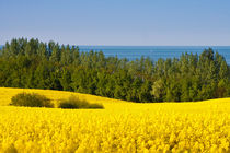 Blue + Yellow = Green by Andy Bitterer