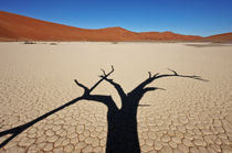 Ceci n'est pas un arbre von Andy Bitterer