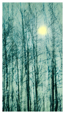 Winter Light von Linde Townsend