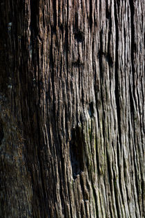 1000 Year Old Wood by David Pyatt