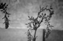 Cactus flowers II von labela