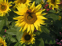 Schmetterling "Kleiner Fuchs" auf Sonnenblume - Butterfly on Sunflower by Eva-Maria Di Bella