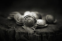 A Snail's World von Trish Mistric