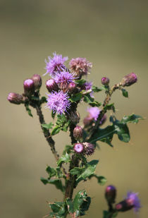 Ackerdistel by Heidrun Lutz