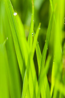 rice.three von Arno Kohlem