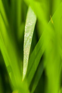 rice.two von Arno Kohlem