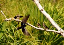 flying barn-swallow in front of their little ones - Fliegende Rauchschwalbe vor Jungschwalben von mateart