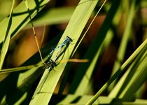 Libellenliebe - love of dragonflies by mateart