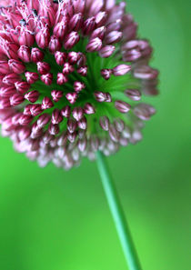 Allium von jaybe