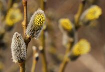 Goat Willow von Jukka Palm