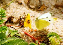 cabbage white in colorful environment - Kohlweißling in farbigem Ambiente von mateart