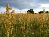 Schlichtes schönes Land by Heidrun Carola Herrmann