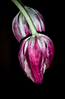 Tulpen by fotolos