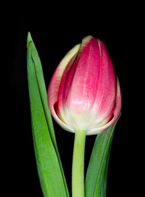 Tulpe by fotolos