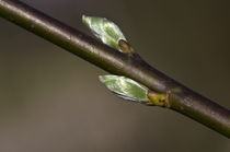 Knospen by fotolos