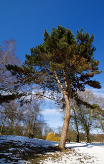 Baum von fotolos