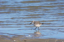 Alpenstrandläufer (Calidris alpina) von AD DESIGN Photo + PhotoArt