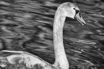 Juvenile Swan by Mary Lane