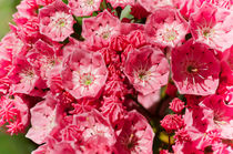 Mountain Laurel von Mary Lane