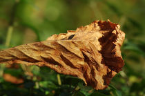 Herbstblatt von fotolos