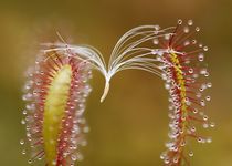 Vegetarian sundew von Jukka Palm