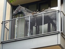 Kurios: Ein Pferd auf dem Balkon, Köln von Eva-Maria Di Bella