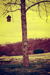 Birdhouse in Infrared von Melanie Mayne