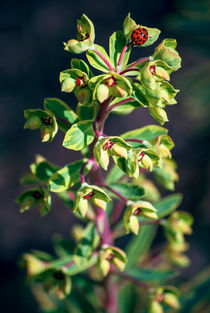 Lady Bug on Plant von Melanie Mayne