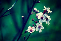 Blossoms and Lovely Green by Melanie Mayne