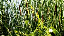 Rohrkolben und Ranken - reed mace and twine von mateart