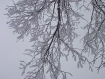 Frosted Fingers by Malcolm Snook