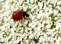into the white - ladybug / ladybird - in's Weisse - Marienkäfer / Mutschekiepchen by mateart