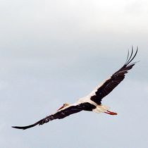 und tschüss... bye bye  von mateart