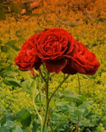 Drei Rosenblüten... by lorenzo-fp