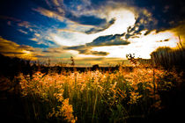 Fields of Gold  von Isabel  Laurent