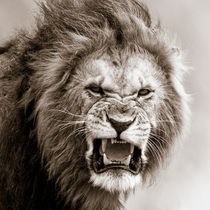 Male Lion I, Masai Mara, Kenya, Africa by Regina Müller