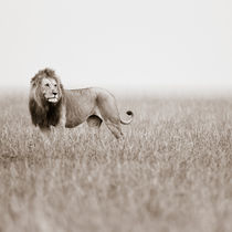 Male Lion II, Masai Mara, Kenya, Africa by Regina Müller