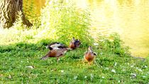 ducks surreal 1 - Enten surreal 1 by mateart