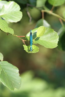 I'm watching you ! by Maureen Opsomer