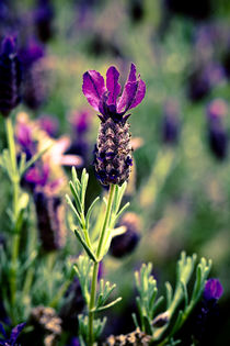 Twilight Lavender  by Isabel  Laurent