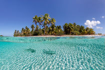 Shark Pool by Norbert Probst