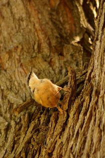 Eurasian Nuthatch on ash 2 - Kleiber auf Esche 2 von mateart