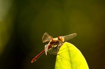 red dragonfly on leave watching you - rote libelle auf blatt schaut dich an von mateart