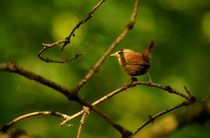 Zaunkönig 2 - wren 2 von mateart