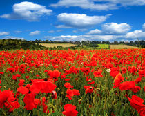 Poppy Field von James Biggadike