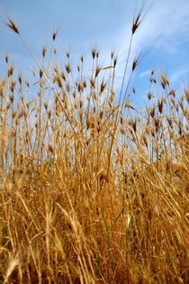 Summer Grass von Benoît Charon