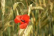 Mohnblume von Karin Stein